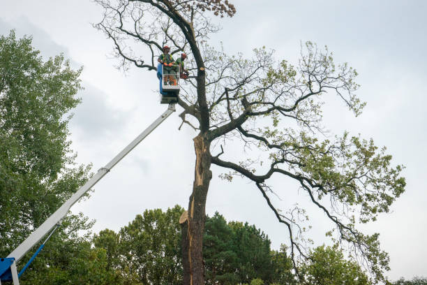 Best Leaf Removal  in Streetsboro, OH